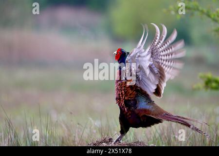 Männlicher Fasan (Phasianus colchicus ) Stockfoto