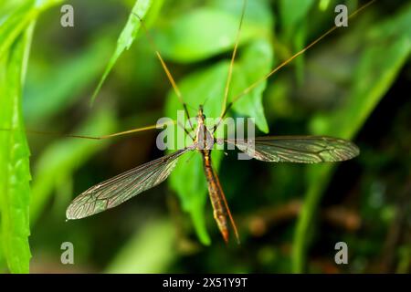 Detaillierte Ansicht der riesigen Mücke Holorusia sp., mit ihren komplizierten Flügeln. Fotografiert im üppigen Laub von Wulai, New Taipei City. Stockfoto