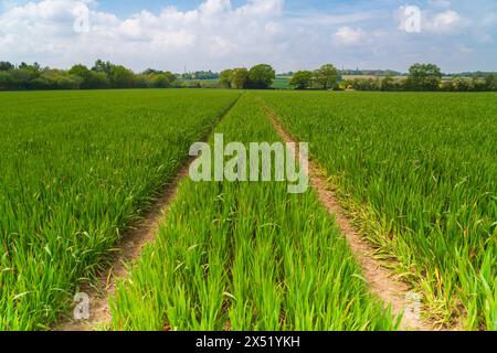 Feld mit Jungweizen auf einem Feld in Großbritannien, Anbau von Feldfrüchten auf einem Feld mit Traktorspuren, Querformat Stockfoto