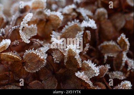 Eiskristalle am Rande alter Hortensie-Blüten Stockfoto