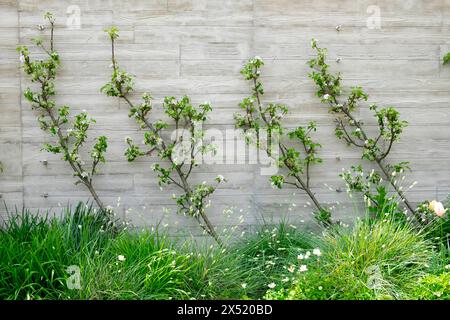 Ein Apfelbaum zieht an einer blühenden Mauer mit Blüten in einem Border Garden bei 120 in der Fenchurch Street City in London, Großbritannien KATHY DEWITT Stockfoto