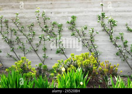 Ein Apfelbaum zieht an einer blühenden Mauer mit Blüten in einem Border Garden bei 120 in der Fenchurch Street City in London, Großbritannien KATHY DEWITT Stockfoto