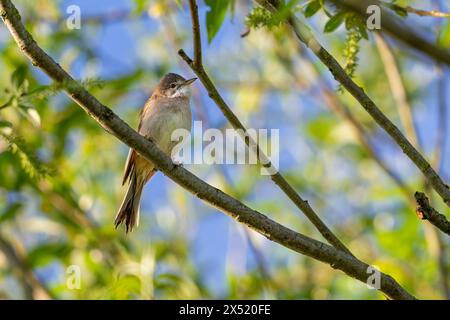 Gemeiner Weißbrot / großer Weißbrot (Curruca communis / Sylvia communis), der im Frühjahr im Baum thront Stockfoto