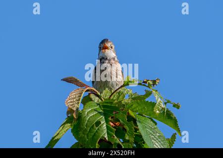 Gemeiner Weißbrot / großer Weißbrot (Curruca communis / Sylvia communis) Singen / Rufen von der Baumspitze im Frühjahr Stockfoto