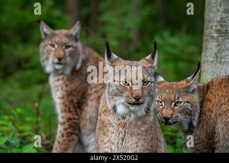 Drei eurasische Luchse (Lynx Luchse) erwachsen mit zwei Jungvögeln auf der Jagd im Wald Stockfoto