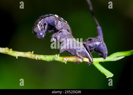 Detailansicht der Larven von Thysanoplusia reticulata an einem Pflanzenstamm. In Wulai, New Taipei City, finden Sie komplexe Muster und Texturen. Stockfoto