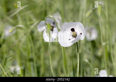 Orientalischer weißer Mohn (Papaver orientale) in Nahaufnahme. In der Mitte ist das dunkelburgunderrote Zentrum. Schöne Blume, die auf der Wiese wächst. Mehrfarbiges Opium Stockfoto