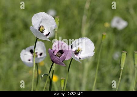 Orientalischer weißer Mohn (Papaver orientale) in Nahaufnahme. In der Mitte ist das dunkelburgunderrote Zentrum. Schöne Blume, die auf der Wiese wächst. Mehrfarbiges Opium Stockfoto