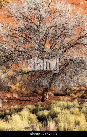 Ein Baumwollbaumbaum, der inmitten von orangefarbenem Schmutz und Sand im Monument Valley wächst. Stockfoto