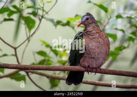 Emerald Dove - Chalcophaps indica, schöne farbige Taube aus asiatischen Wäldern, Sri Lanka. Stockfoto