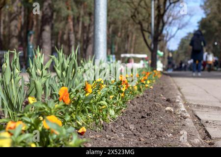 Gelbe rote Krokusblüten im Frühjahr Stockfoto