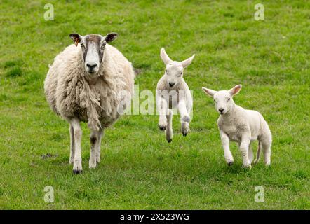 Mutter Schafe mit ihren beiden glücklichen, springenden Lämmern im Frühling. Mit Blick nach vorne auf üppig grüne Weide. Yorkshire Wolds. UK. Horizontal. Platz zum Kopieren Stockfoto