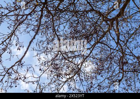 Baum Äste gegen blauen Himmel Stockfoto