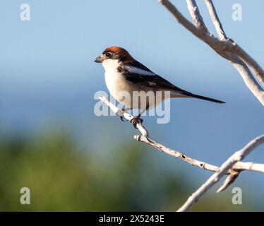 Woodchat Shrike (Lanius Senator) Paphos, Zypern Stockfoto