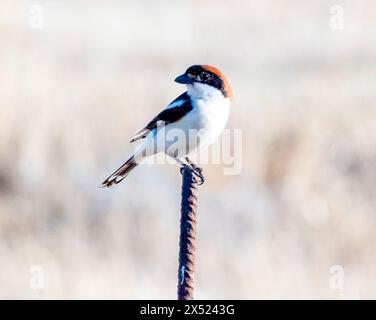 Woodchat Shrike (Lanius Senator) Paphos, Zypern Stockfoto