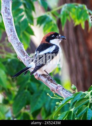 Woodchat Shrike (Lanius Senator) mit Insekt, Paphos, Zypern Stockfoto