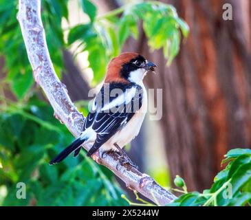 Woodchat Shrike (Lanius Senator) mit Insekt, Paphos, Zypern Stockfoto