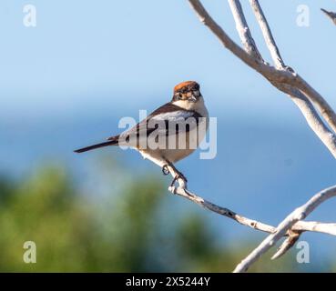 Woodchat Shrike (Lanius Senator) Paphos, Zypern Stockfoto