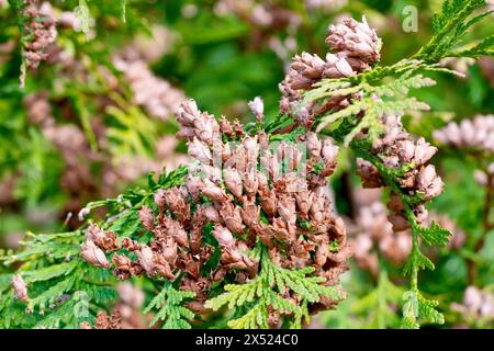Zypressenstrauch, möglicherweise östliche Weißcedar oder Arborvitae (Thuja occidentalis), Nahaufnahme mit den alten ausgetrockneten Kegeln aus der vorangegangenen Saison. Stockfoto