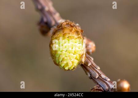 Lärche, wahrscheinlich Europäische Lärche (larix decidua), Nahaufnahme einer männlichen Blume des Baumes, die sich in der Frühlingssonne auf einem Ast öffnet. Stockfoto