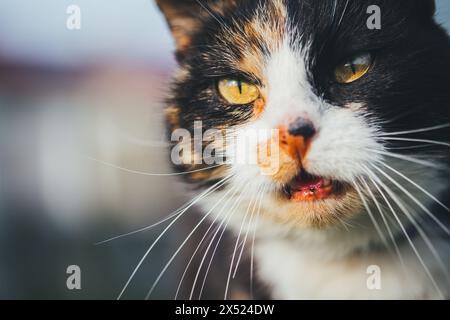 Schildpatt farm cat Stockfoto