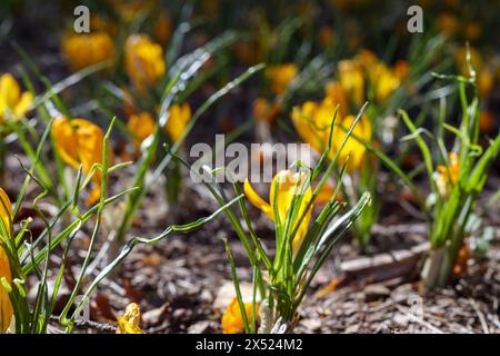 Gelbe Krokusblüten im Gras Stockfoto