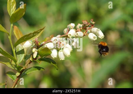 Weiße lange Glocken- oder urnenförmige Blüten der nördlichen HochbuschHeidelbeere (Vaccinium corymbosum). Fliegende Gemeine Karderbiene (Bombus pascuorum), Stockfoto