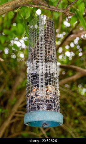 starling in Vogelfutterlager gefangen Stockfoto