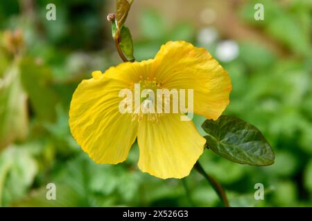 Gelber Mohn (mongolei) in Garden Chard Sommerset England großbritannien Stockfoto