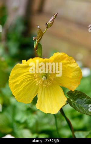 Gelber Mohn (mongolei) in Garden Chard Sommerset England großbritannien Stockfoto