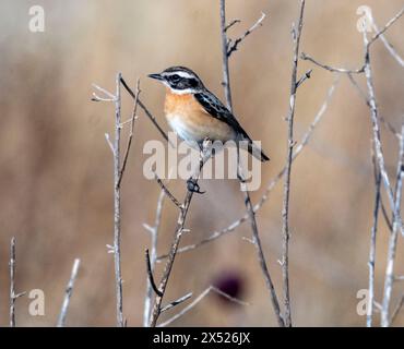 Männliche Whinchat (Saxicola rubetra) auf einem Pflanzenstiel, Paphos, Zypern. Stockfoto