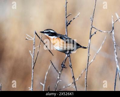 Männliche Whinchat (Saxicola rubetra) auf einem Pflanzenstiel, Paphos, Zypern. Stockfoto