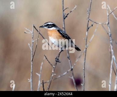 Männliche Whinchat (Saxicola rubetra) auf einem Pflanzenstiel, Paphos, Zypern. Stockfoto