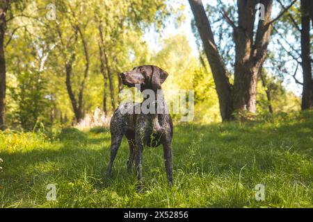 Jagdhund, der im Wald steht Stockfoto