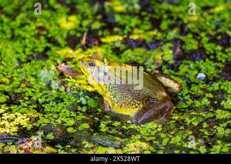 Ein amerikanischer Bullfrosch sitzt im seichten Wasser an einem nördlichen Wisconsin-See. Stockfoto