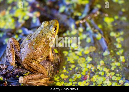 Ein amerikanischer Bullfrosch sitzt im seichten Wasser an einem nördlichen Wisconsin-See. Stockfoto