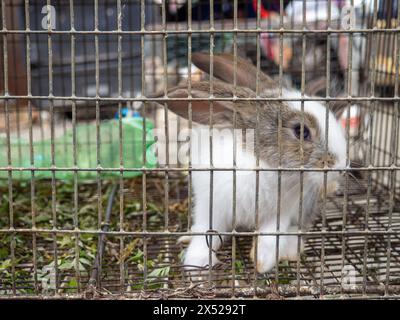 Kaninchen in einem Käfig. Bauernmarkt. Für Fortpflanzung und Nahrung. Tiere zum Verkauf. Unternehmen in Asien. Hinter den Gittern des Käfigs. Bokeh Stockfoto