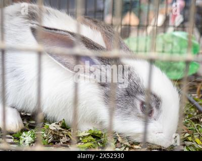 Kaninchen in einem Käfig. Bauernmarkt. Für Fortpflanzung und Nahrung. Tiere zum Verkauf. Unternehmen in Asien. Hinter den Gittern des Käfigs. Bokeh Stockfoto