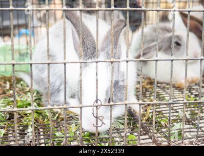 Kaninchen in einem Käfig. Bauernmarkt. Für Fortpflanzung und Nahrung. Tiere zum Verkauf. Unternehmen in Asien. Hinter den Gittern des Käfigs. Bokeh Stockfoto