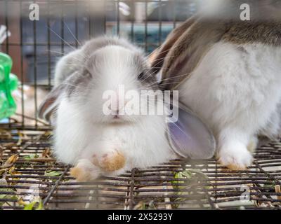 Kaninchen in einem Käfig. Bauernmarkt. Für Fortpflanzung und Nahrung. Tiere zum Verkauf. Unternehmen in Asien. Hinter den Gittern des Käfigs. Bokeh Stockfoto