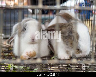 Kaninchen in einem Käfig. Bauernmarkt. Für Fortpflanzung und Nahrung. Tiere zum Verkauf. Unternehmen in Asien. Hinter den Gittern des Käfigs. Bokeh Stockfoto