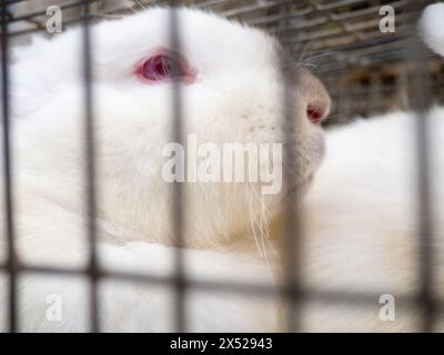 Kaninchen in einem Käfig. Bauernmarkt. Für Fortpflanzung und Nahrung. Tiere zum Verkauf. Unternehmen in Asien. Hinter den Gittern des Käfigs. Bokeh Stockfoto