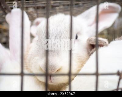 Kaninchen in einem Käfig. Bauernmarkt. Für Fortpflanzung und Nahrung. Tiere zum Verkauf. Unternehmen in Asien. Hinter den Gittern des Käfigs. Bokeh Stockfoto