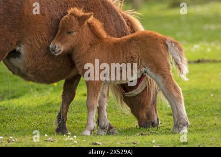 Shetland Pony Fohlen (und Mama), fast neugeboren, im New Forest, in der Nähe von Pitmore Lane, Sway. Diese Serie fängt den Charme dieser neugeborenen Tiere ein Stockfoto