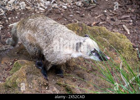 Ein braunnassiger Coati, London, Großbritannien. Stockfoto