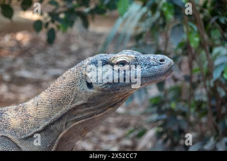 Nahaufnahme eines komododrachen (Varanus komodoensis) in Gefangenschaft. Er ist auch als Komodo-Monitor bekannt, ist Mitglied der Monitor-Echse in London Stockfoto