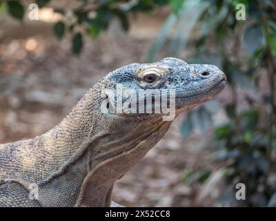 Nahaufnahme eines komododrachen (Varanus komodoensis) in Gefangenschaft. Er ist auch als Komodo-Monitor bekannt, ist Mitglied der Monitor-Echse in London Stockfoto