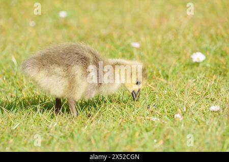 Gosling im Lakeside Country Park, Eastleigh, Hampshire Stockfoto