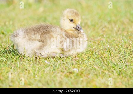 Gosling im Lakeside Country Park, Eastleigh, Hampshire Stockfoto