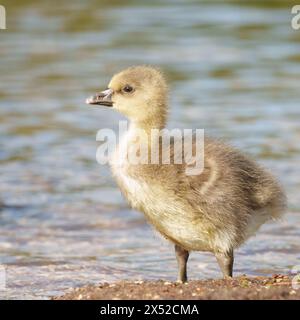 Gosling im Lakeside Country Park, Eastleigh, Hampshire Stockfoto